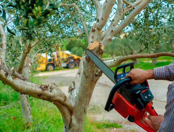 Best Tree Trimming Near Me  in Omak, WA